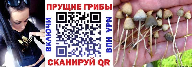 KRAKEN ссылка  Кондрово  Галлюциногенные грибы Psilocybe  как найти наркотики 